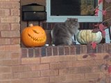 IMG_1985.JPG