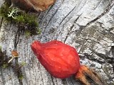 IMG_2028.JPG