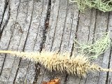 IMG_2029.JPG