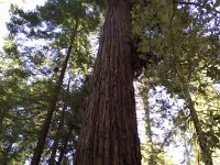IMG 4628  Armstrong Redwoods