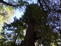 IMG 4631  Armstrong Redwoods