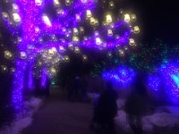 IMG 4871  Botanical Garden Christmas Lights