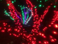 IMG 4888  Botanical Garden Christmas Lights
